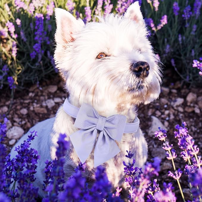 Maca Bates Violet Dog Collar with Cute Lavender Solid Sailor Bow Tie,Large Girl Boy Dogs,Girly Adjustbale Durable Breakaway Soft Collars with Bowtie for Female Male Puppy,Pet with Metal Buckle