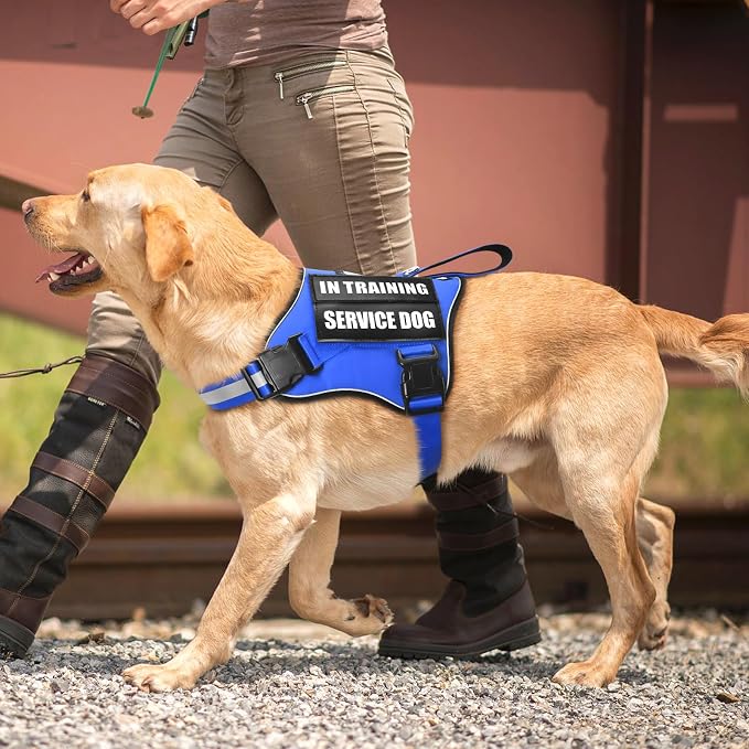Service Dog Vest Harness and Leash Set+10 Patches,No Pull&Easy Walk Reflective Dog Harness with Soft Padded Handle for Training/Everyday,Fit Small/Medium/Large/Extra-Large Dogs (Blue L)