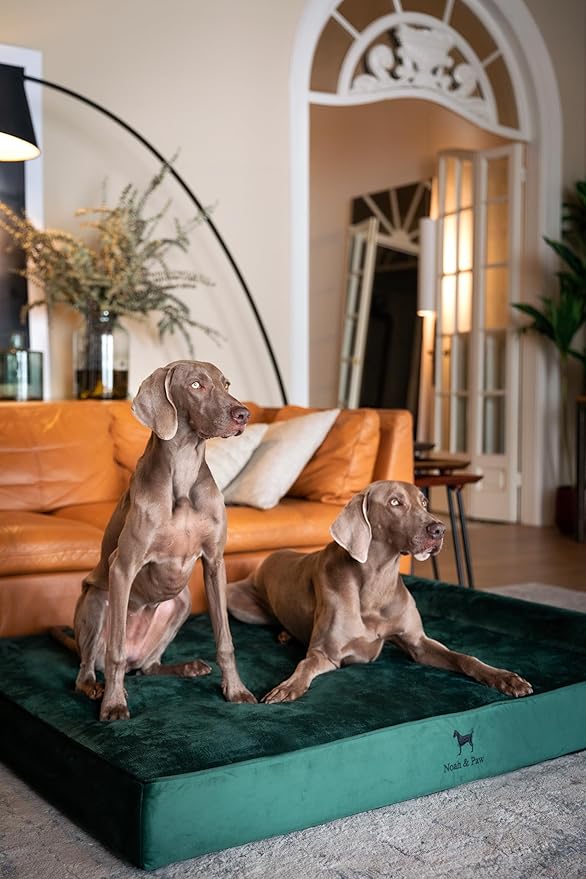 NOAH & PAW Giant Dog Bed XXL 55x45x9.5 Inch, Orthopedic Dog Beds, Eggshell Memory Foam Infused with Cooling Gel, Water Resistant, Machine Washable, Includes Inner Cover (Velvet Collection)
