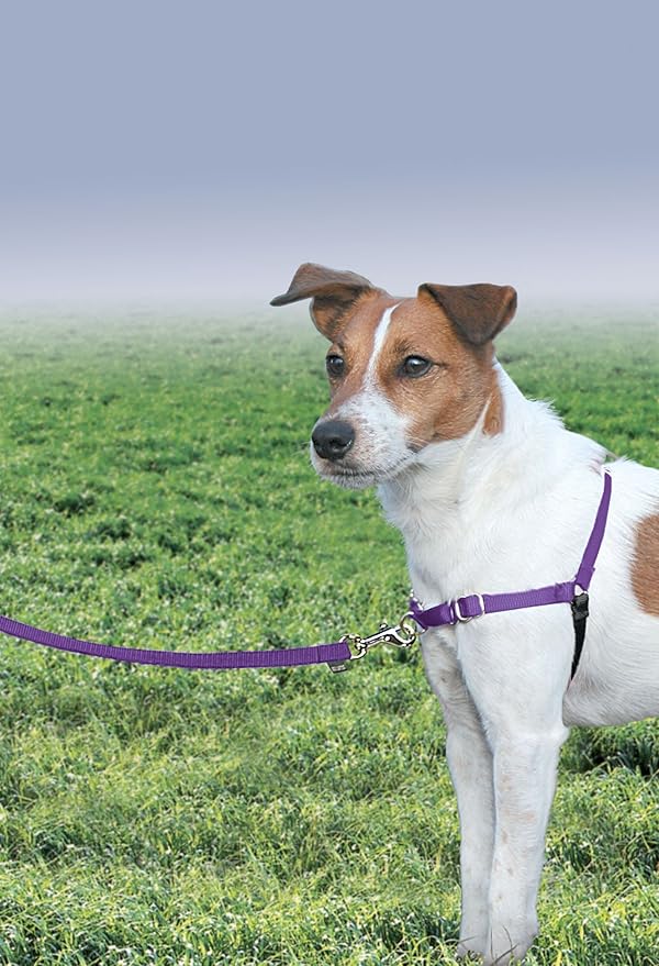 PetSafe Easy Walk No-Pull Dog Harness - Ultimate Harness to Help Stop Pulling - Pull-Free Walks - Take Control & Teach Better Leash Manners - Patented Martingale Loop Design - Deep Purple, Small