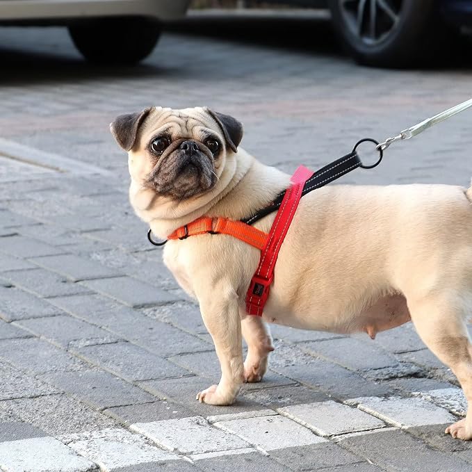 Didog No Pull Dog Harness with Soft Padded Handle, Quick Fit & Lightweight Adjustable Vest Harness, Easy for Training Walking for Small & Medium and Large Dogs(Green,S)