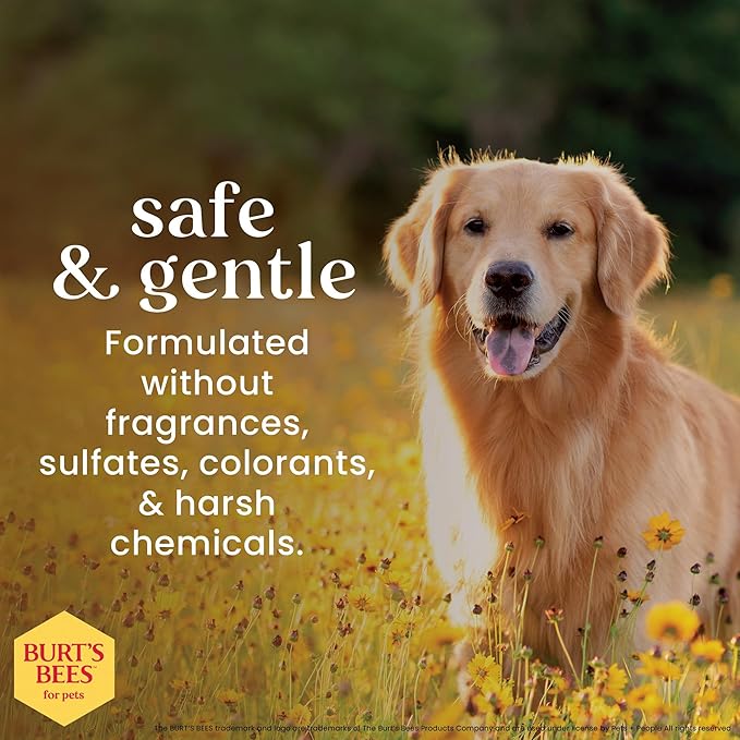 Burt's Bees for Pets Hypoallergenic Dog Shampoo with Shea Butter and Honey, Gentle Fragrance Free Shampoo for Sensitive Dogs with 95% Natural Origin Skin and Coat Formula, 16 Fl Oz - 2 Pack