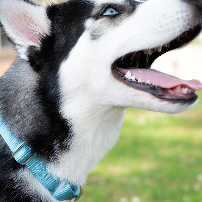 Country Brook Petz - Martingale Dog Collar - Heavy-Duty Training Collar with No Buckle - Service Dog Collar for All Pups - 20 Vibrant Colors (Ocean Blue, 1 Inch, Large)