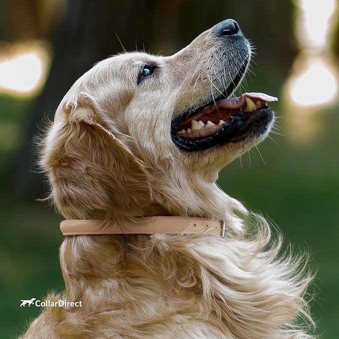 CollarDirect Rolled Leather Dog Collar, Soft Padded Round Puppy Collar, Handmade Genuine Leather Collar Dog Small Large Cat Collars 13 Colors (8-11 Inch, Beige Textured)