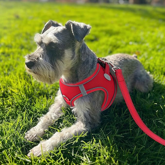 Joytale Small Dog Harness, Breathable Mesh Step-in Vest, Reflective Soft Padded Harnesses for Small and Medium Dogs, Red, M