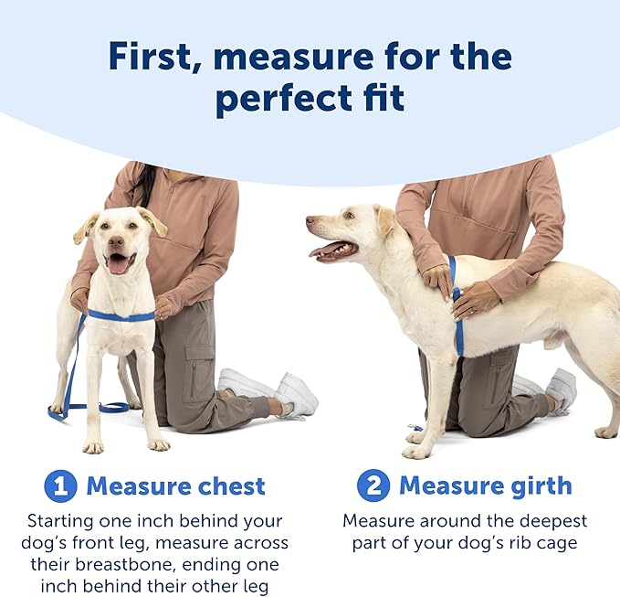 PetSafe Easy Walk No-Pull Dog Harness - Ultimate Harness to Help Stop Pulling - Pull-Free Walks - Take Control & Teach Better Leash Manners - Patented Martingale Loop Design - Teal, Small