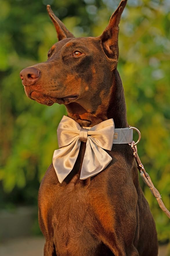 Unique style paws Silk Champagne Color Dog Collar Adjustable Durable Dog Collar with Bow Wedding Bow tie Dog Collar for Large Dogs