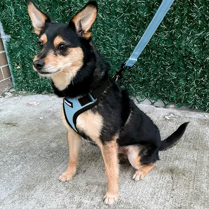Voyager Step-in Pet Harness - All Weather Mesh, Adjustable Step in Harness for Cats and Dogs by Best Pet Supplies - Baby Blue/Black Trim, S