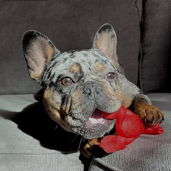 Nylabone Lobster Power Chew Toy for Dogs, Dog Toys for Aggressive Chewers, Filet Mignon Flavor, Small Dogs - Up to 25 Ibs, 1 Count