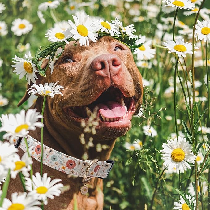 Faygarsle Cotton Designer Dogs Collar Cute Flower Dog Collars for Girl Female Small Medium Large Dogs with Flower Charms XS
