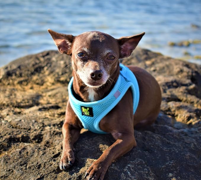 EcoBark Step in Dog Harness - Eco-Friendly Dog Harnesses for for Small & Medium Breed Dogs - Reflective and Adjustable Chest Body Halter Vest -Soft Luxurious Mesh (Baby Blue, XL)
