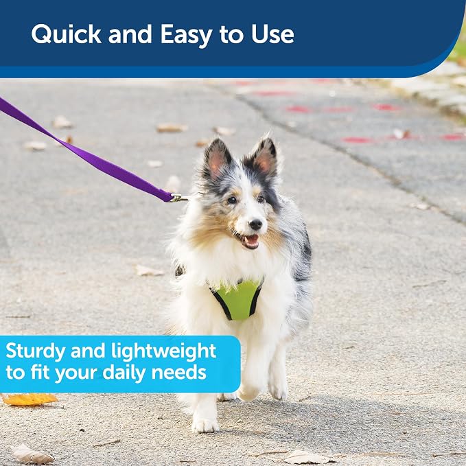 PetSafe Nylon Dog Leash - Strong, Durable, Traditional Style Leash with Easy to Use Bolt Snap - 1 in. x 6 ft., Deep Purple