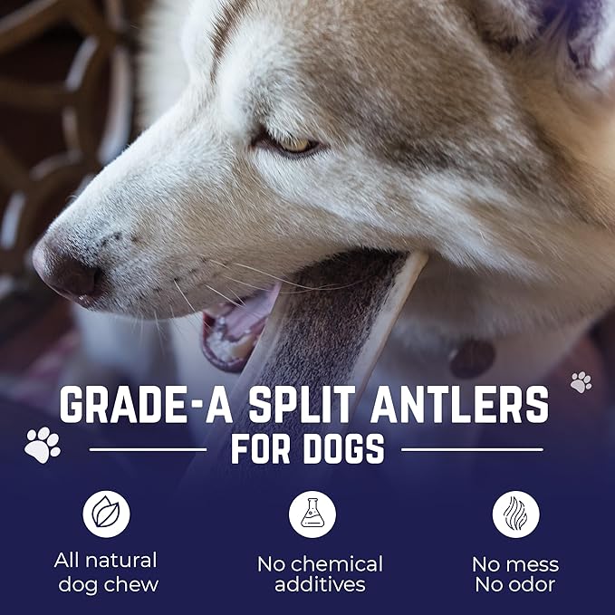 Devil Dog Pet Co. Split Elk Antlers for Dogs, Natural Dog Chew with Exposed Marrow - Long Lasting and Odor Free - USA Sourced - Cleaner Teeth, Anxiety & Boredom Relief - Small 4"+ 2 Pack