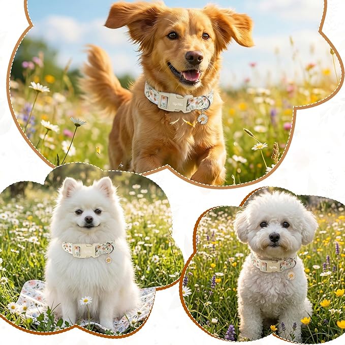Floral Dog Collar, Spring Summer Cute Daisy Print for Small Medium Large Dogs, Cotton Puppy Collar with Adjustable Buckle, Girl Female Dog Collars for Gifts & Daily Use-M
