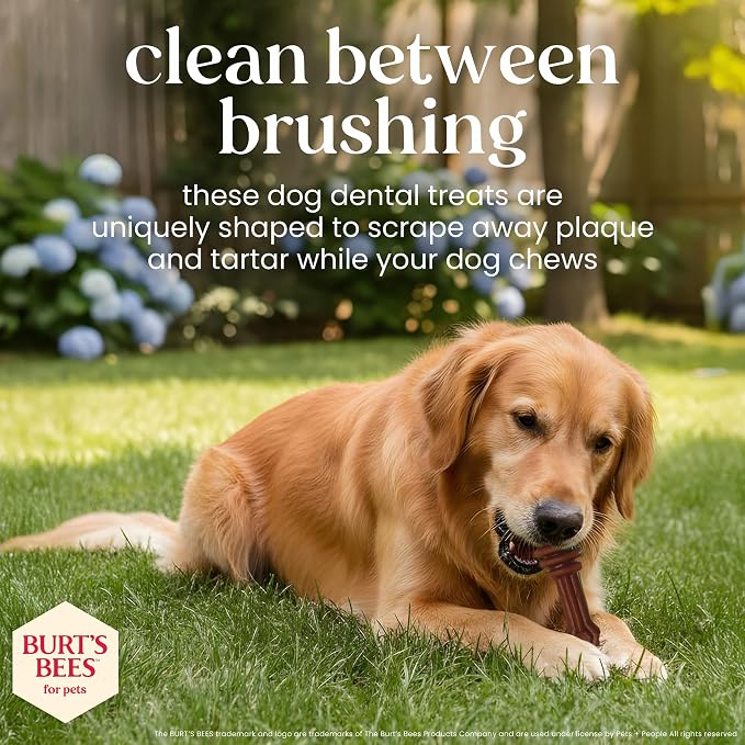 BURT'S BEES FOR PETS Dental Treats for Dogs with Manuka Honey & Ginger, 98% Natural Origin, Holistic Oral Care, Freshens Breath, Sweet Potato Flavor, Medium/Large Size, 5 ct, 7.4 Oz