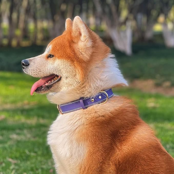 Genuine Leather Dog Collar, Heavy Duty Wide Dog Collar for Small, Medium, Large and Extra Large Dogs (M: 1" Wide for 15.2"-19.2" Neck, Dual Stitch - Purple)