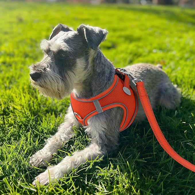 Joytale Small Dog Harness, Breathable Mesh Step-in Vest, Reflective Soft Padded Harnesses for Cats and Puppies Dogs, Orange, XXXS