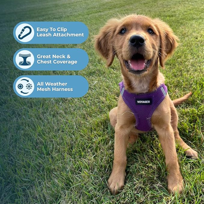 Best Pet Supplies Voyager Step-in Air Harness - All Weather Mesh, Reflective, No Pull Harness for Dogs, Cats - Secure with Hook & Loop Fastener, Buckle, Double D-Rings - Purple, M