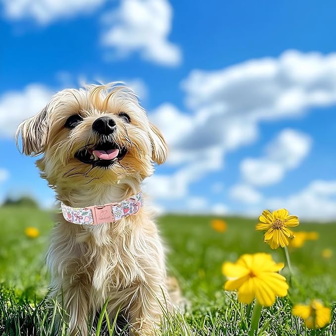 Cute Dog Collar, Spring Summer Pastel Dog Collars, Fruit Garden Dream Puppy Collar, Adjustable Heavy Duty Pet Collar for Small Medium Large Dogs with Metal Buckle XL