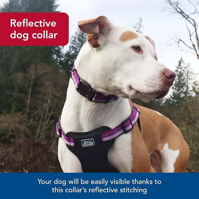 Coastal Pet K9 Explorer Reflective Adjustable Dog Collar - Comfortable Collar for the Outdoors - Durable, Lightweight Accessory with Side-Release Buckle - Orchid, 5/8" x 8-12"