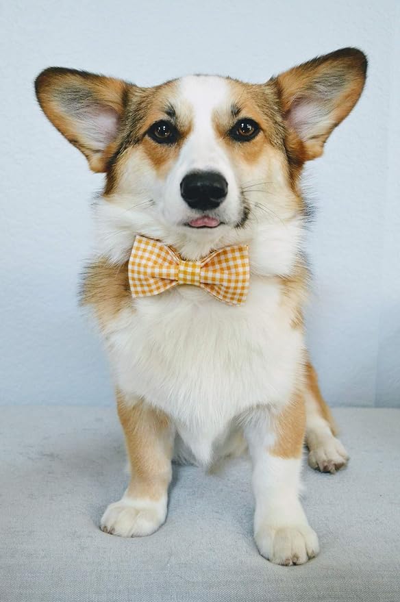 Lionet Paws Dog Collar with Bowtie, Durable Adjustable and Comfortable Collar for Small Dogs Puppies and Cats, Neck 10-16in