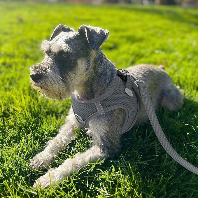 Joytale Small Dog Harness, Breathable Mesh Step-in Vest, Reflective Soft Padded Harnesses for Small and Medium Dogs, Gray, M