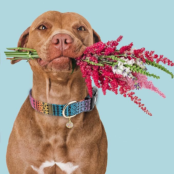 Faygarsle Bohemian Geometric Pattern Dog Collar for Small Medium Large Boys Girls Dogs XS