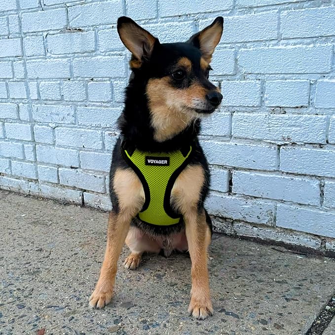 Voyager Step-in Pet Harness - All Weather Mesh, Adjustable Step in Harness for Cats and Dogs by Best Pet Supplies - Lime Green/Black Trim, XL