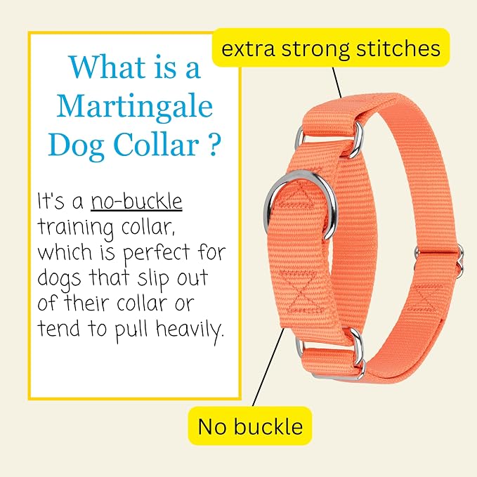 Country Brook Petz - Martingale Dog Collar - Heavy-Duty Training Collar with No Buckle - Service Dog Collar for All Pups - 20 Vibrant Colors (Mango, 3/4 Inch, Small)
