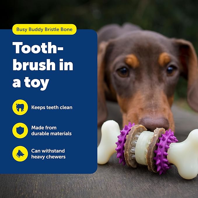 PetSafe Busy Buddy Bristle Bone Dog Chew Toy - Treat Holding Toothbrush Toy for Hard Chewers - Helps Keep Your Dog's Teeth Clean - Durable, Interactive - Purple, Small
