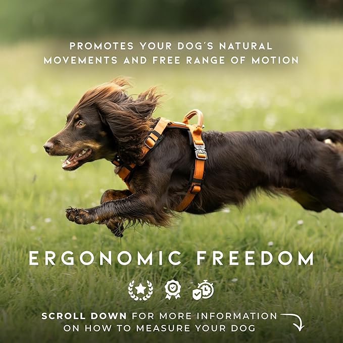 MADE TO ROAM Premium Explorer Harness - Y-Shaped Dog Harness with Adjustable Durable Nylon, Soft Padding, Metal Buckles and Leather Handle for Small, Medium, Large Dogs (California Horizon, Size 1)