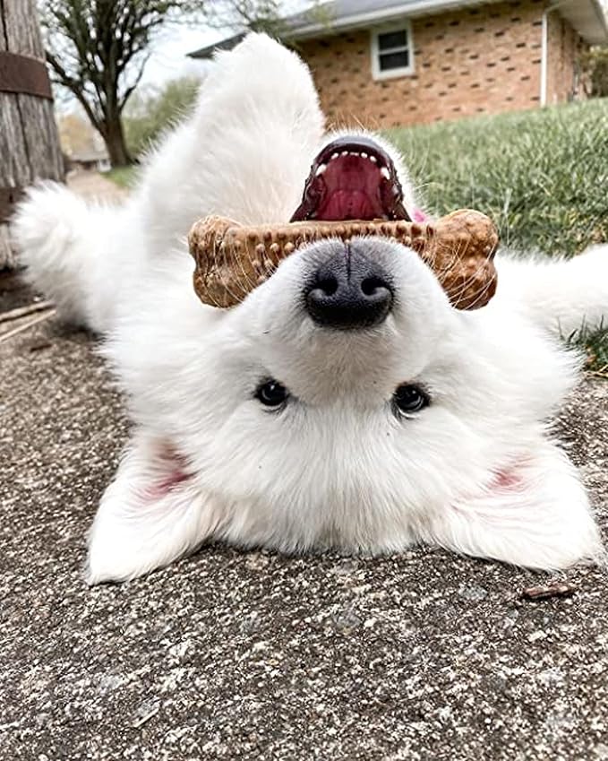 Nylabone Nubz Natural Dog Chew Treats for Large Dogs, Long Lasting Dog Chew Bones Made in the USA, Chicken Flavor Breath Freshener Dental Chews, Large Dog Bones for Dogs Over 30 lbs. (8 Count)