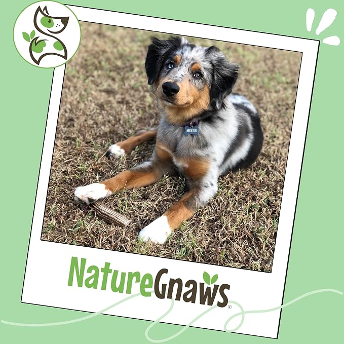 Nature Gnaws USA Elk Antlers for Dogs 5-8" (1 Count) - Long Lasting for Aggressive Chewers and Large Breeds - Natural Dog Chew Bones
