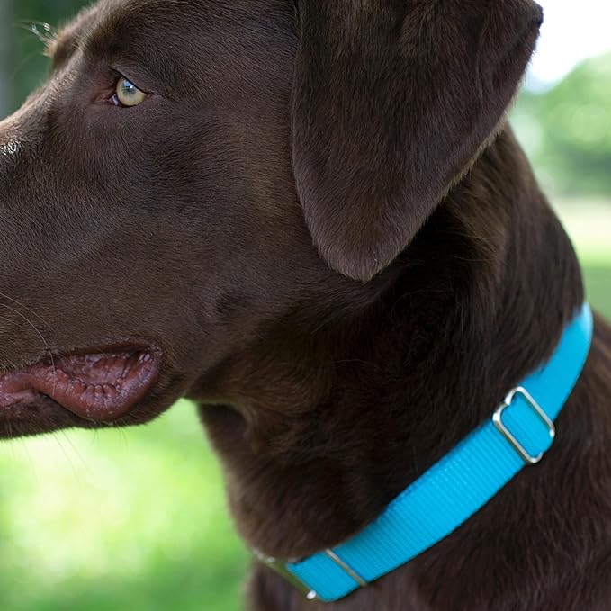 Country Brook Petz - Martingale Dog Collar - Heavy-Duty Training Collar with No Buckle - Service Dog Collar for All Pups - 20 Vibrant Colors (Ice Blue, 3/8 Inch, 2XS)