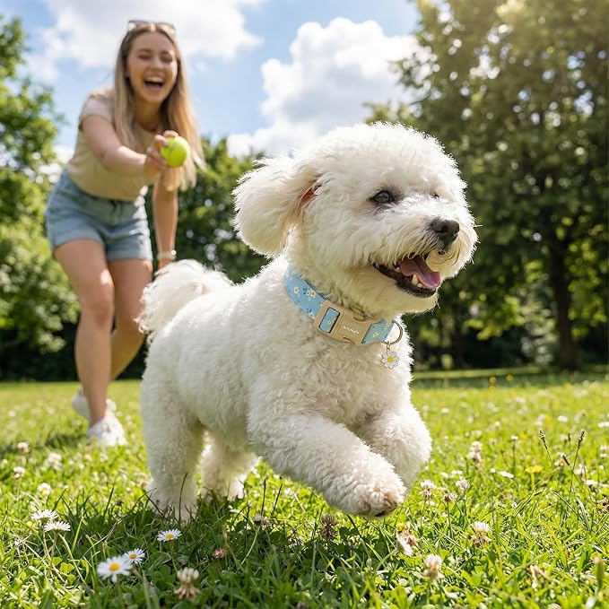 Dog Collar for Small Medium Large Dogs, Spring Blue Dog Collars with White Flowers, Adjustable Cotton Dog Collars, Cute Girl or Boy Dog Collar Ideal for Gifts,Pet Accessory,M