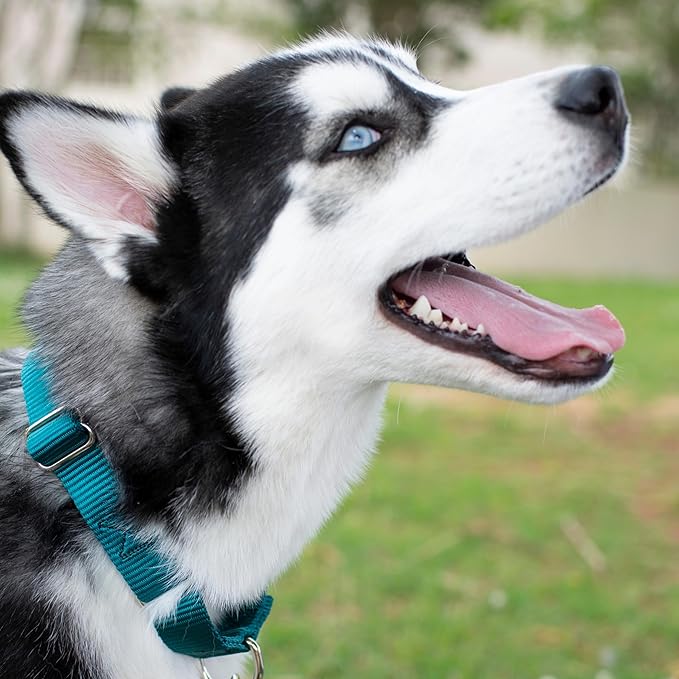Country Brook Petz - Martingale Dog Collar - Heavy-Duty Training Collar with No Buckle - Service Dog Collar for All Pups - 20 Vibrant Colors (Teal, 1 Inch, Large)