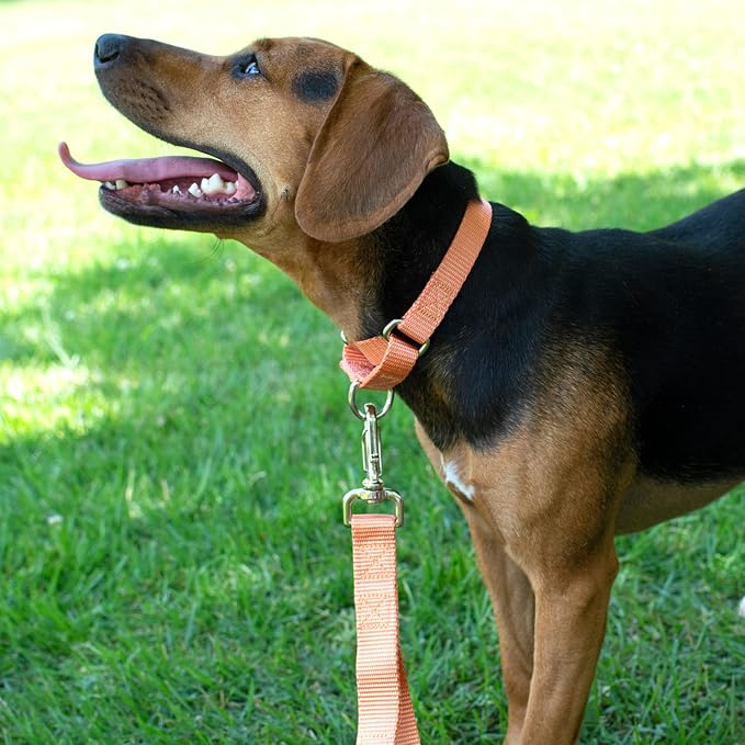 Country Brook Petz - Martingale Dog Collar - Heavy-Duty Training Collar with No Buckle - Service Dog Collar for All Pups - 20 Vibrant Colors (Mango, 3/4 Inch, Small)