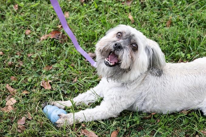 Country Brook Petz - Everyday Nylon Dog Leash - Strong, Durable, Solid Color Leash with Easy to Use Snap - 25+ Colors (1 Inch Wide, 6 Foot, Lavender)
