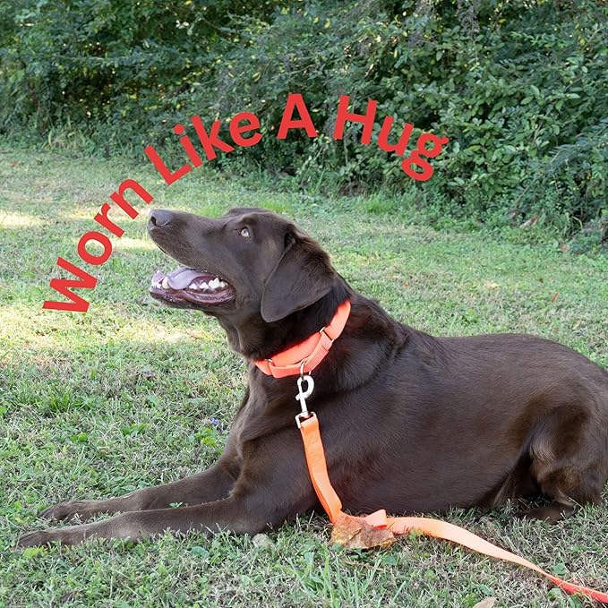 Country Brook Petz - Martingale Dog Collar - Heavy-Duty Training Collar with No Buckle - Service Dog Collar for All Pups - 20 Vibrant Colors (Hot Orange, 5/8 Inch, Extra Small)