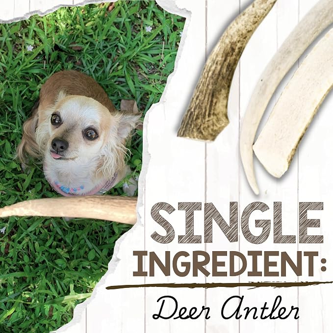 Nature Gnaws USA Deer Antlers for Dogs 4-7" (3 Count) - Mix of Split and Whole Pieces - Long Lasting for Small and Medium Breeds - Natural Dog Chew Bones