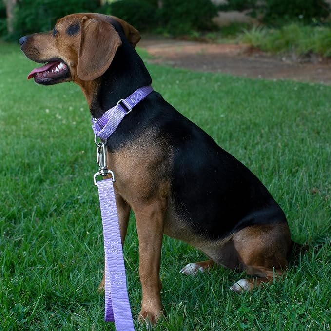 Country Brook Petz - Martingale Dog Collar - Heavy-Duty Training Collar with No Buckle - Service Dog Collar for All Pups - 20 Vibrant Colors (Lavender, 3/8 Inch, 3XS)