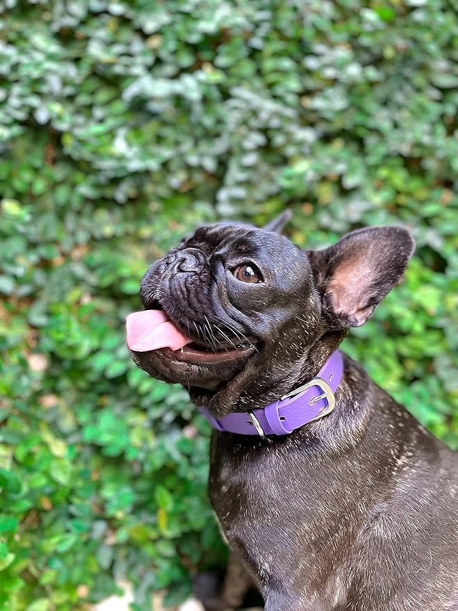 Tuff Pupper Classic Heavy Duty Dog Collar | 10x Stronger Than Leather | 100% Waterproof & Odor Proof Dog Collar | Tough Rust-Proof All Metal Hardware