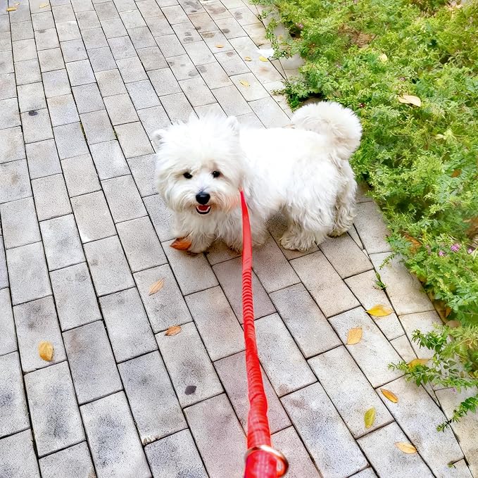WYuZe 4FT Bungee Dog Leash for Strong Puppy Medium Dogs- Reflective, Shock Absorbing, Elastic Nylon Leash with Padded Handle for Safety Comfort No Pull Walking Training (Red, 3/4"-Wide)