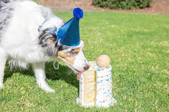 Chuckit! Birthday Fetch Ball, Medium (2.5 Inch Diameter), for Dogs 20-60 lbs, Pack of 12