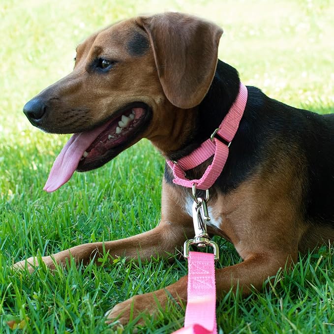 Country Brook Petz - Martingale Dog Collar - Heavy-Duty Training Collar with No Buckle - Service Dog Collar for All Pups - 20 Vibrant Colors (Pink, 1 Inch, Extra Large)