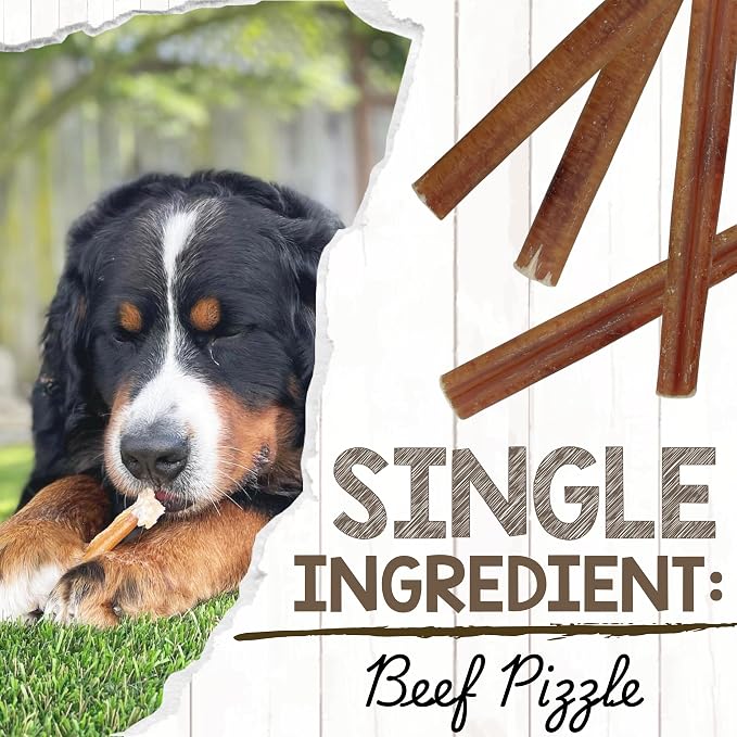 Nature Gnaws Large Bully Sticks for Dogs 5-6" (10 Count) - Thick Long Lasting for Aggressive Chewers and Large Dogs - Natural Beef Dog Chew Bones