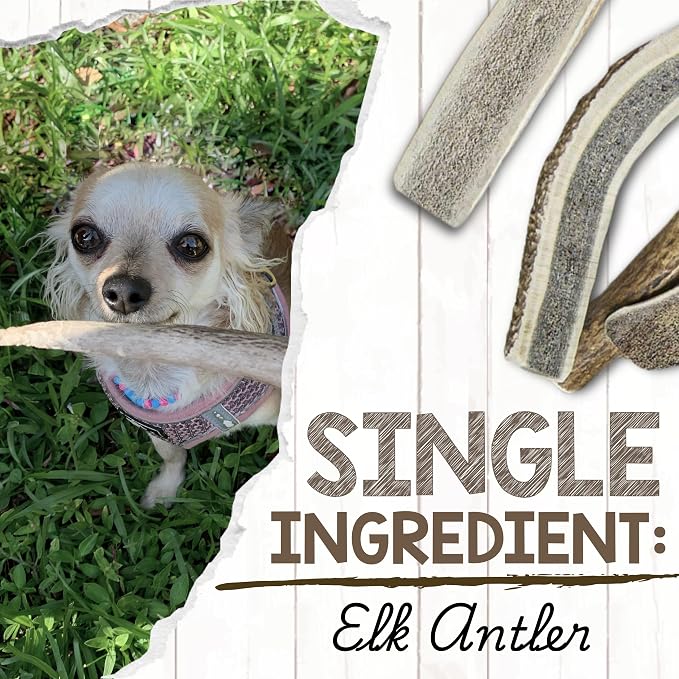 Nature Gnaws USA Elk Antlers for Dogs 5-8" (3 Count) - Mix of Split and Whole Pieces - Long Lasting for Aggressive Chewers - Natural Dog Chew Bones