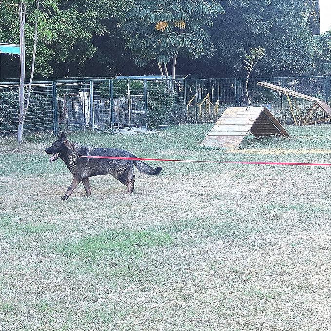 Dog/Puppy Obedience Recall Training Agility Lead - 30ft Long Training Leash，3/4in Wide - Great for Play, Camping, or Backyard（Blue，30 Feet