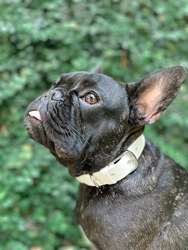Tuff Pupper Classic Heavy Duty Dog Collar | 10x Stronger Than Leather | 100% Waterproof & Odor Proof Dog Collar | Tough Rust-Proof All Metal Hardware