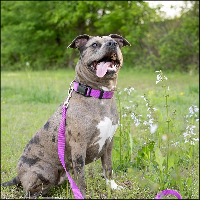 Country Brook Petz - Everyday Nylon Dog Leash - Strong, Durable, Solid Color Leash with Easy to Use Snap - 25+ Colors (1 Inch Wide, 6 Foot, Bright Purple)